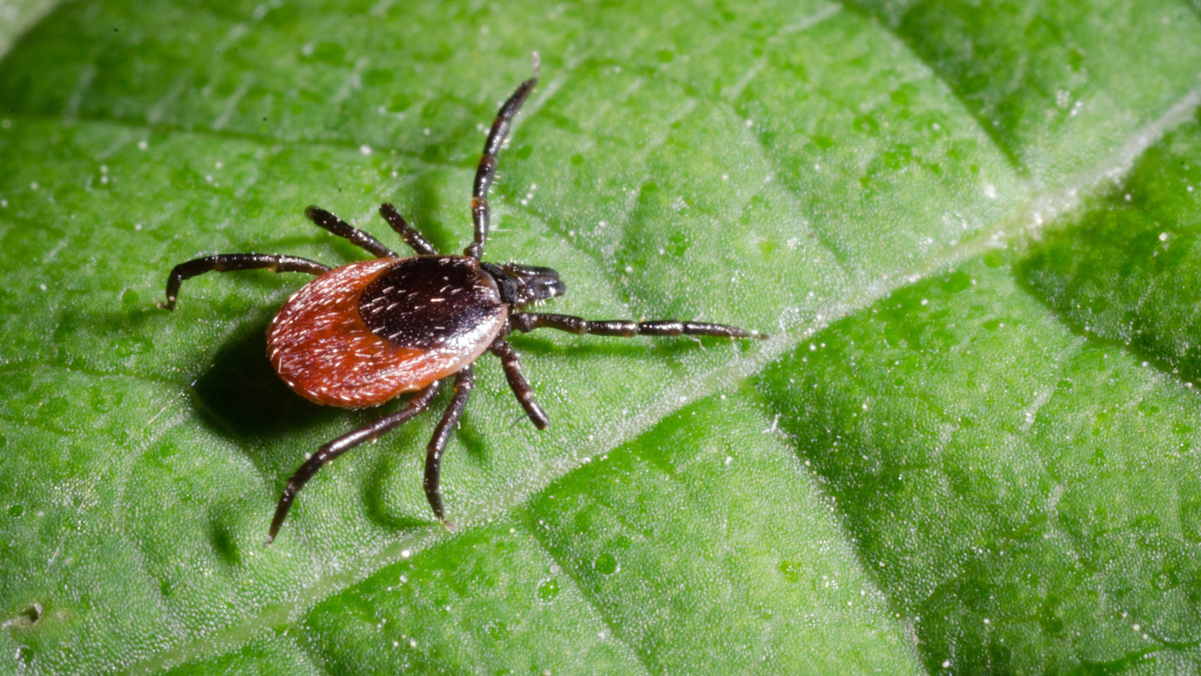 close-up of a deer tick, which has a black upper body and legs, with a lighter brown bottom body