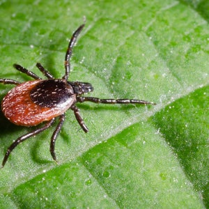 close-up of a deer tick, which has a black upper body and legs, with a lighter brown bottom body