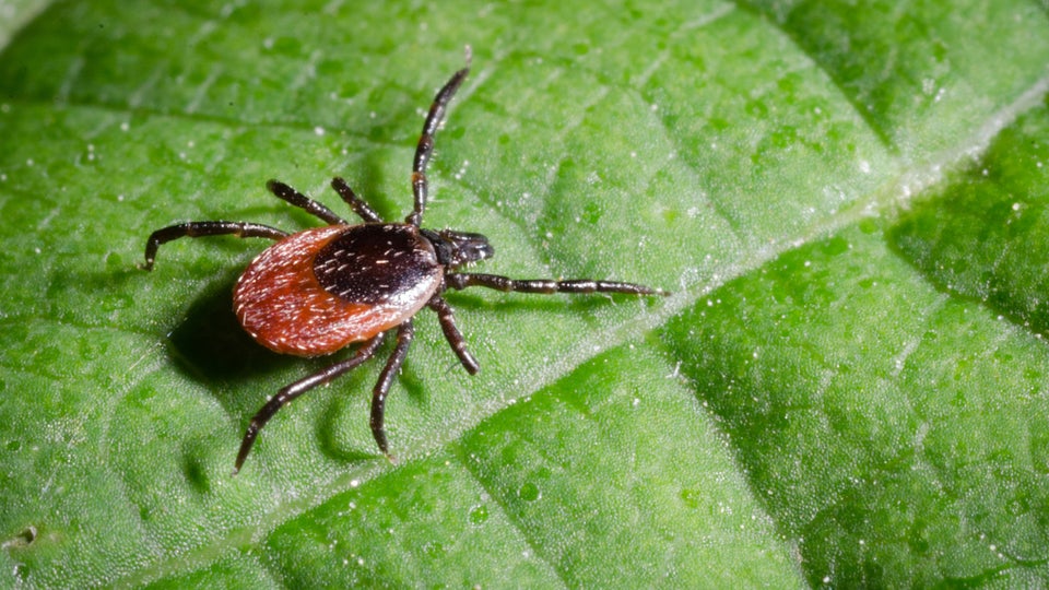 How to Protect Yourself from Tick Bites