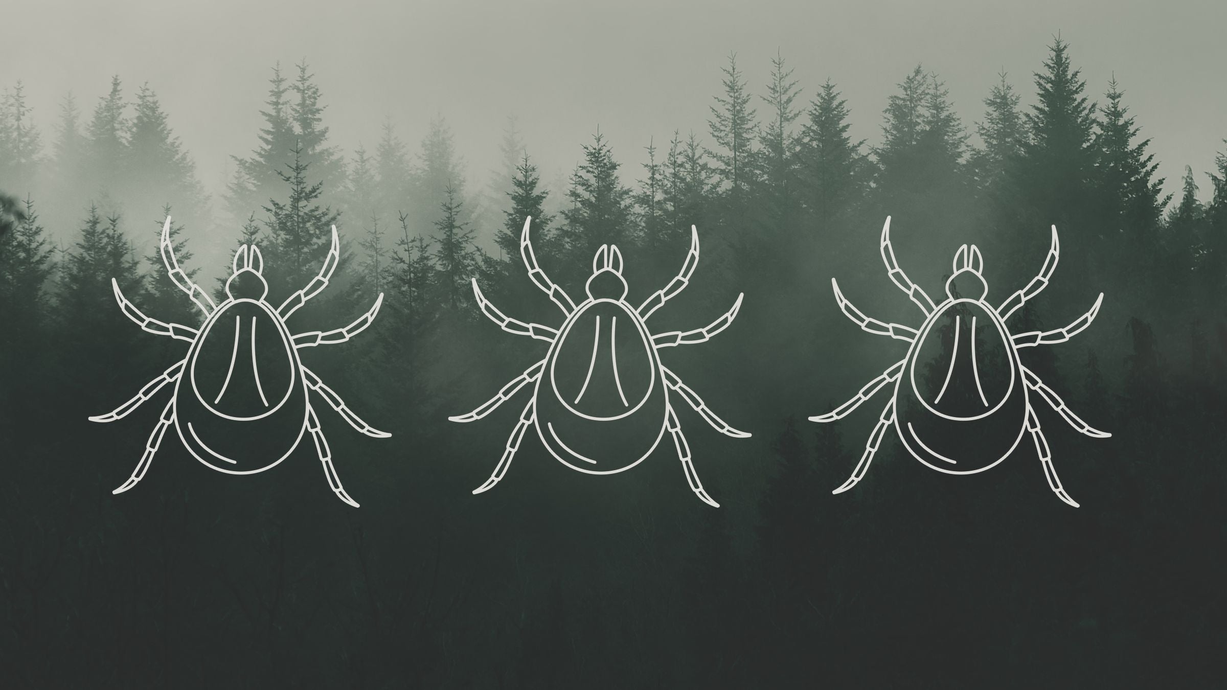 three ticks on a forest background