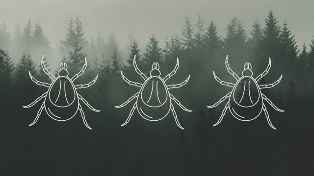 Tick Bites Are on the Rise in These U.S. Regions. Here’s How to Protect Yourself.