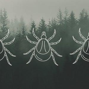 three ticks on a forest background