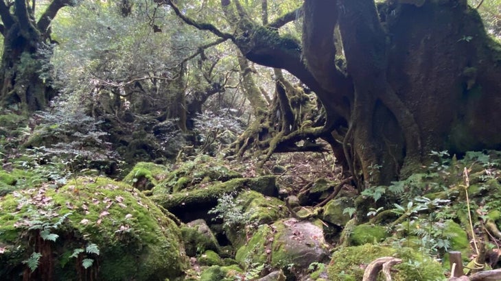 The Unesco-protected moss forest of Yakushima