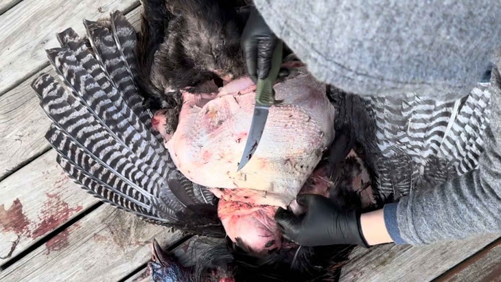 A tester using the Meatcrafter Four-inch to field dress a wild tom turkey.