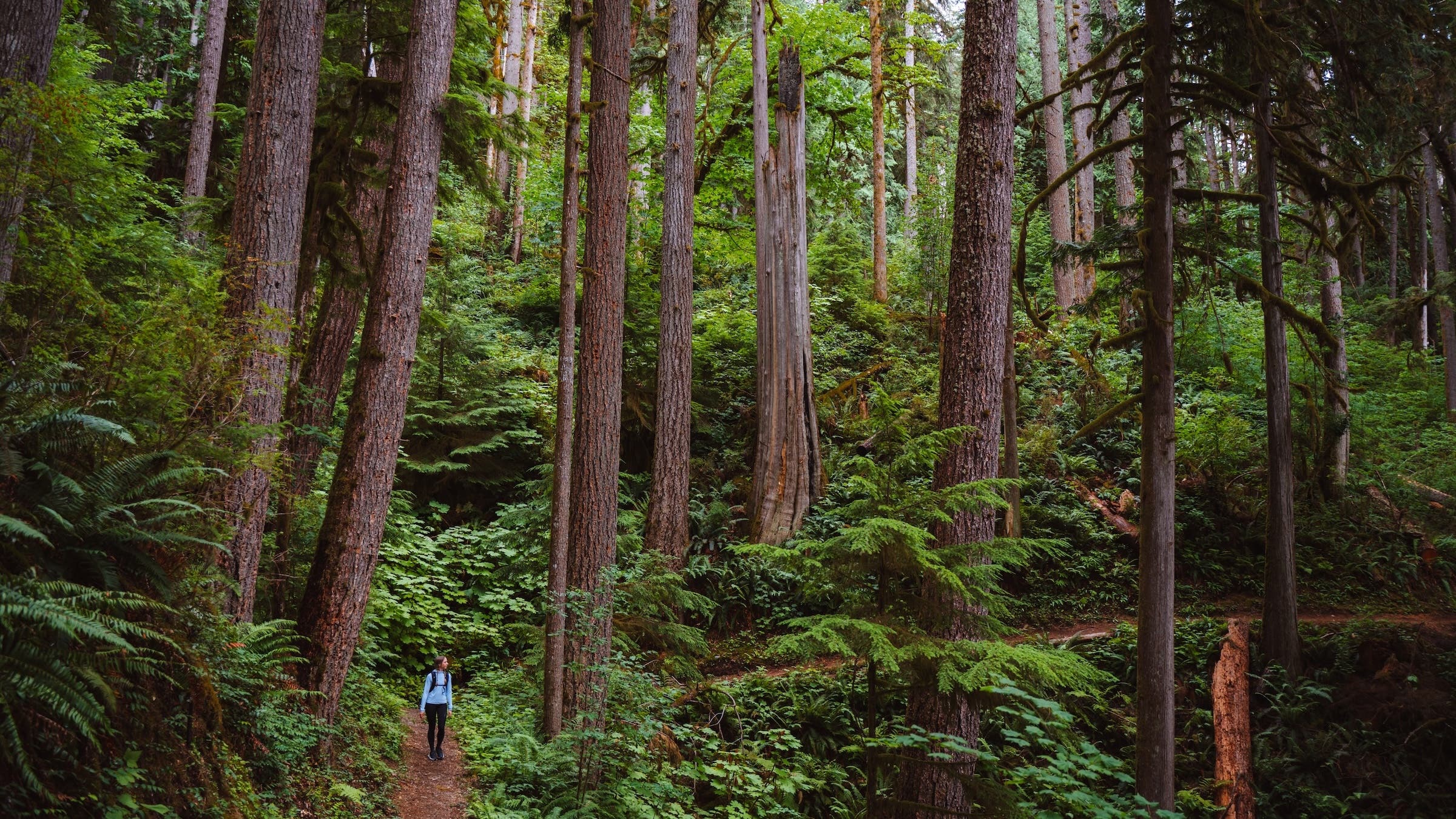The Baker Lake Trail Columbia long trails