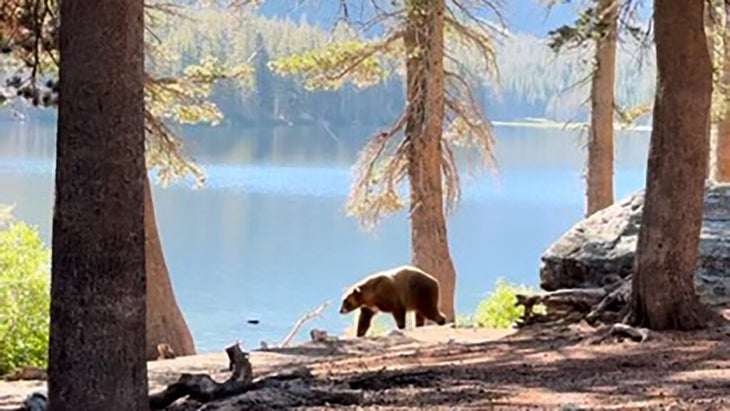 victor the bear mammoth lakes campground safety