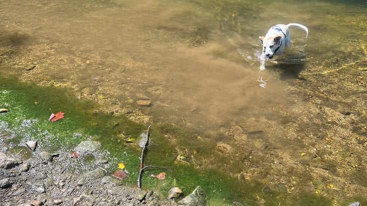 a picture of a dog near an algal bloom