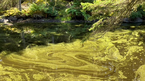 Green, foamy algae covers a lake. Tree branches covered with leaves hang over the lake.