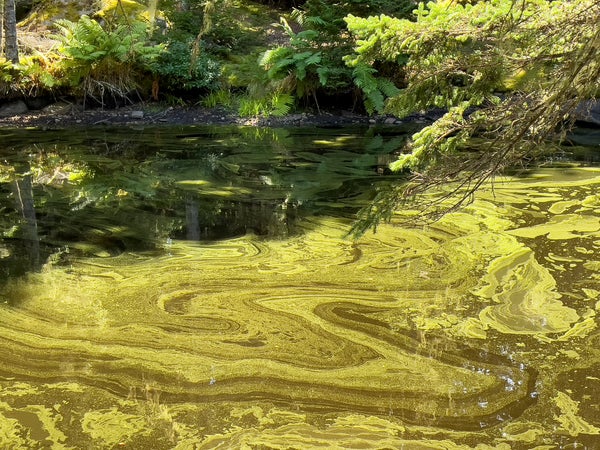 Green, foamy algae covers a lake. Tree branches covered with leaves hang over the lake.