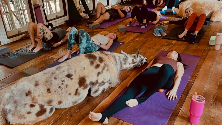 llama joins yoga class