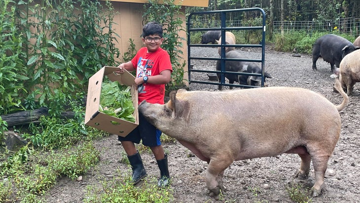 young boy nudged by pig
