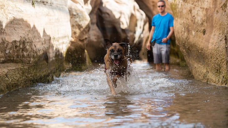 man hikes with rescue dog in creek