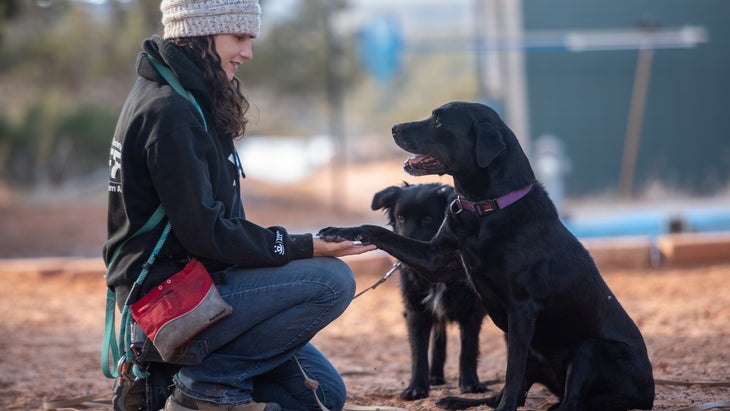 girl shakes hands with labrador