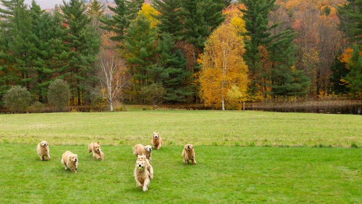 golden retrievers run across a field against fall colors in Vermont