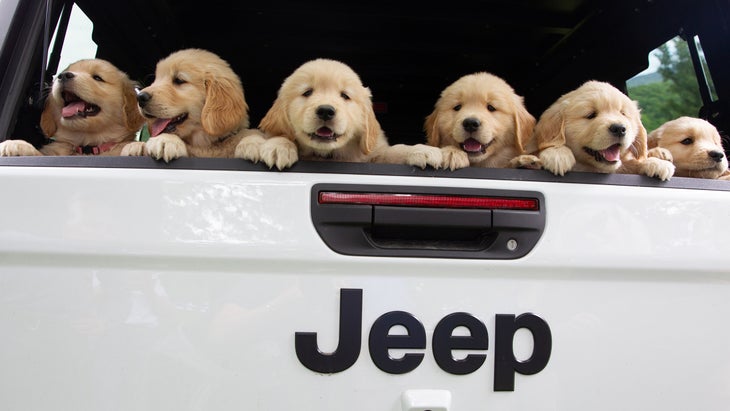 golden retriever puppies in Jeep