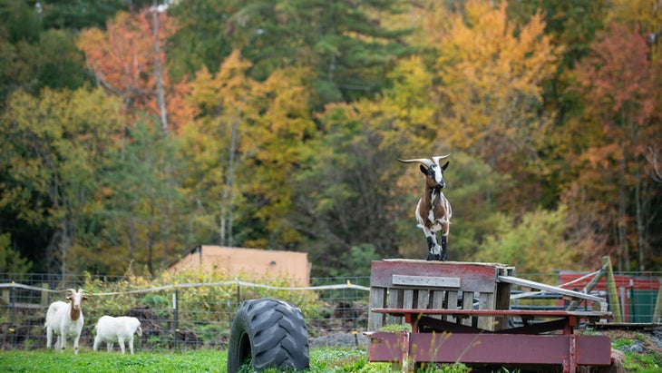 goat in yard at animal sanctuary