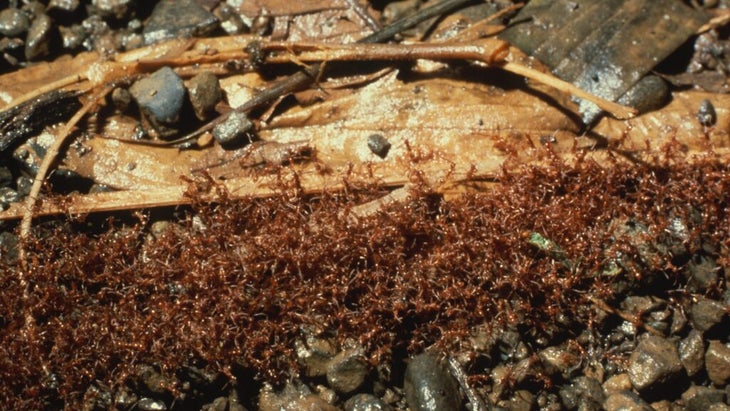 A thick line of army ants in Costa Rica wends across the rainforest floor.