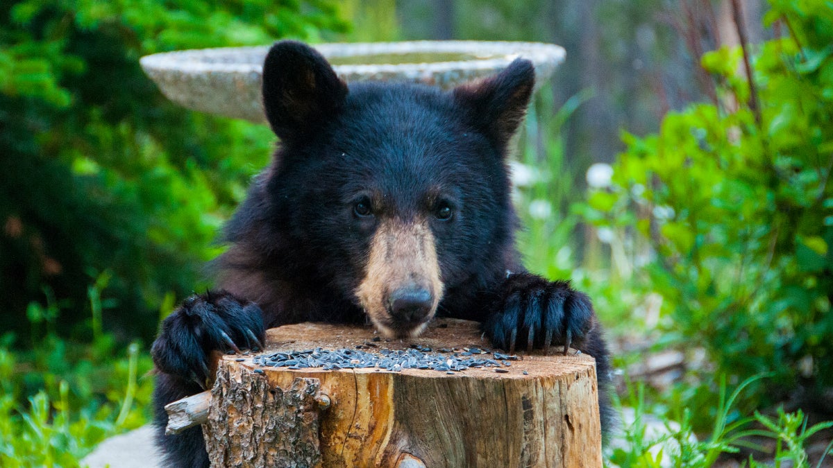 Bear Breaks into California Classroom and Eats Students’ Snacks