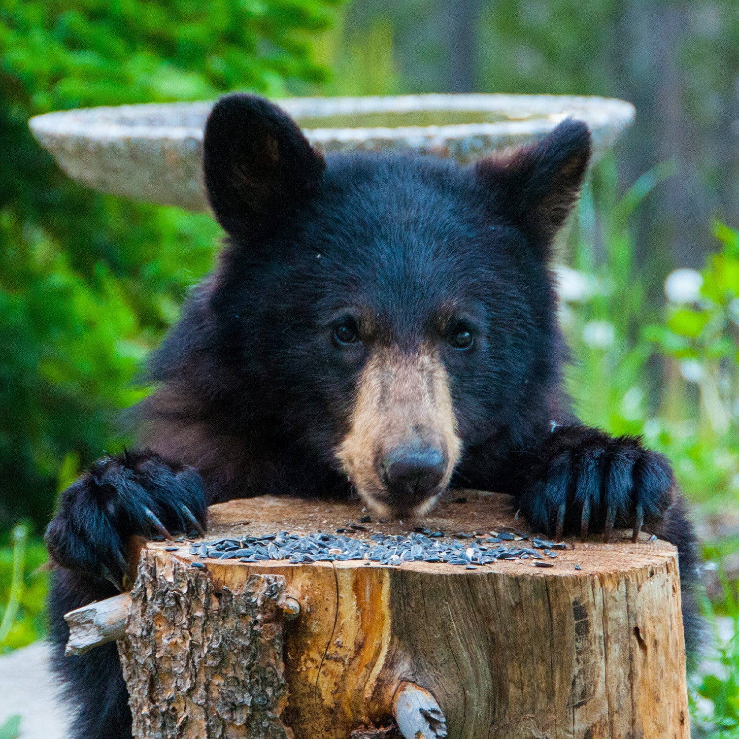 bear classroom