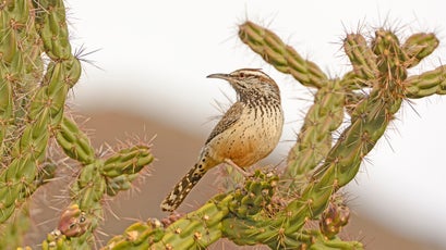 A cactus wren perches on a cholla bush.