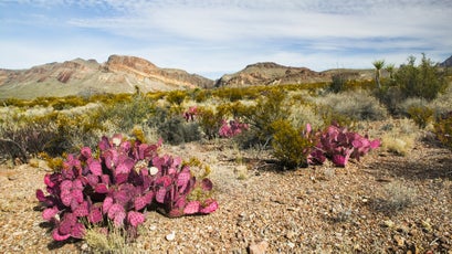 Purple prickly pear cactus dots the landscape at Big Bend National Park.