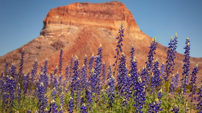 Tall blue wildflowers cover the landscape, with a mesa in the background