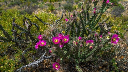 A blooming cholla cactus