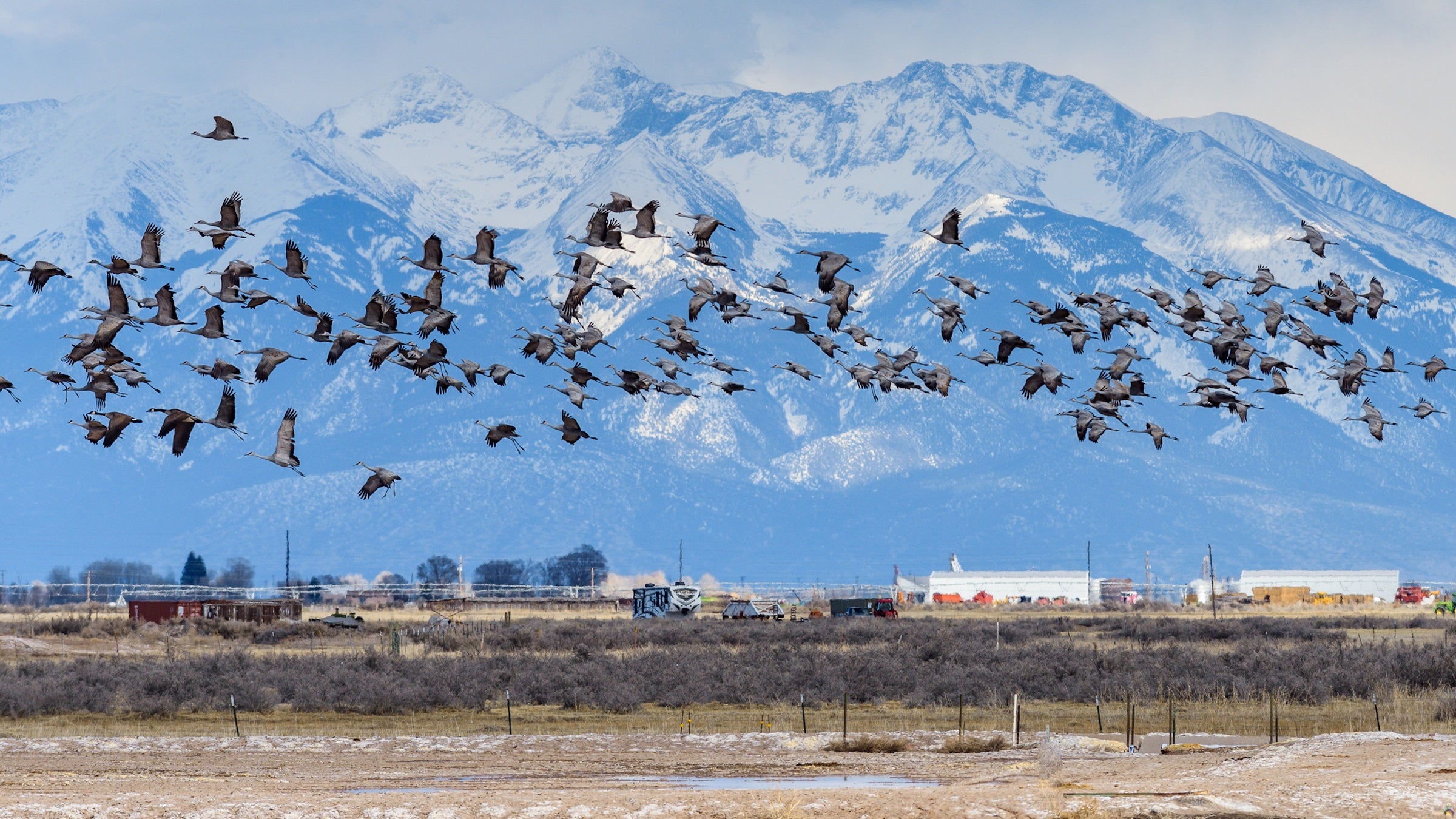 a flock of birds flying over a snowy mountain peak