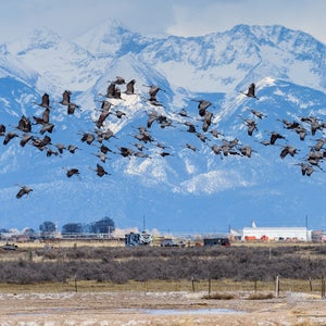 a flock of birds flying over a snowy mountain peak
