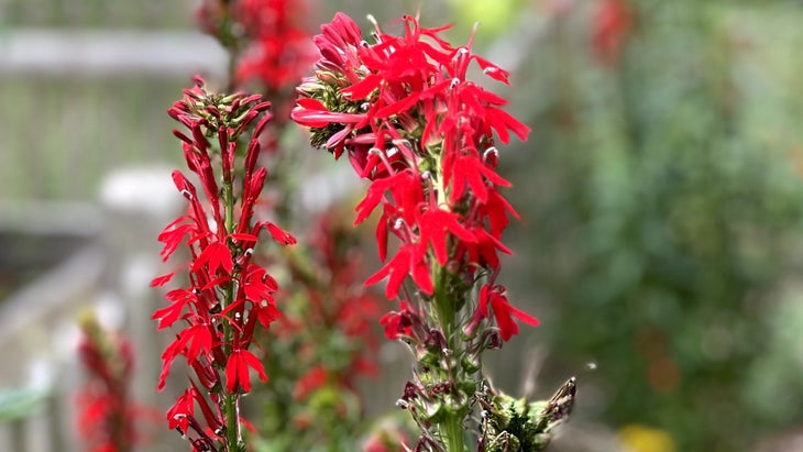 Cardinal flowers are a hummingbird favorite