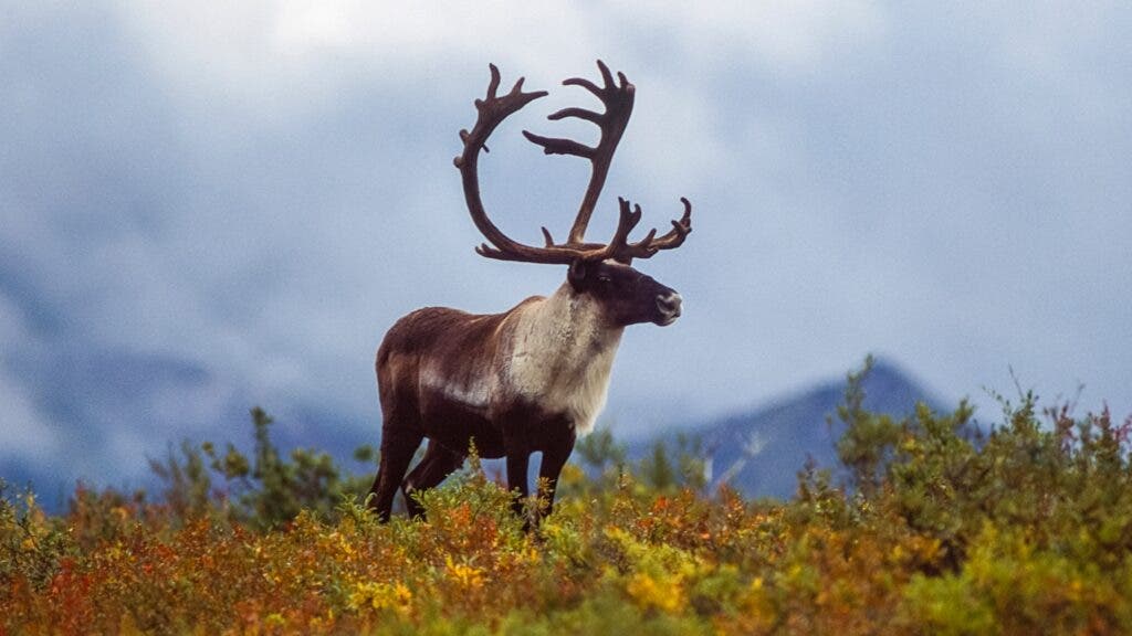 A caribou with huge antlers stands atop a hill in the Alaskan Arctic. 