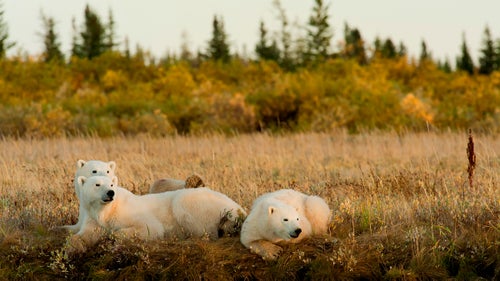 Some of Churchill’s annual autumn visitors