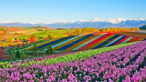 The flower gardens of Shikisai-no-oka in Biei, Hokkaido