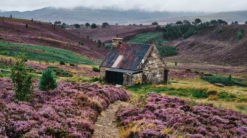 Wild heather covers a valley around Ryvoan Bothy in Scotland’s Cairngorms.