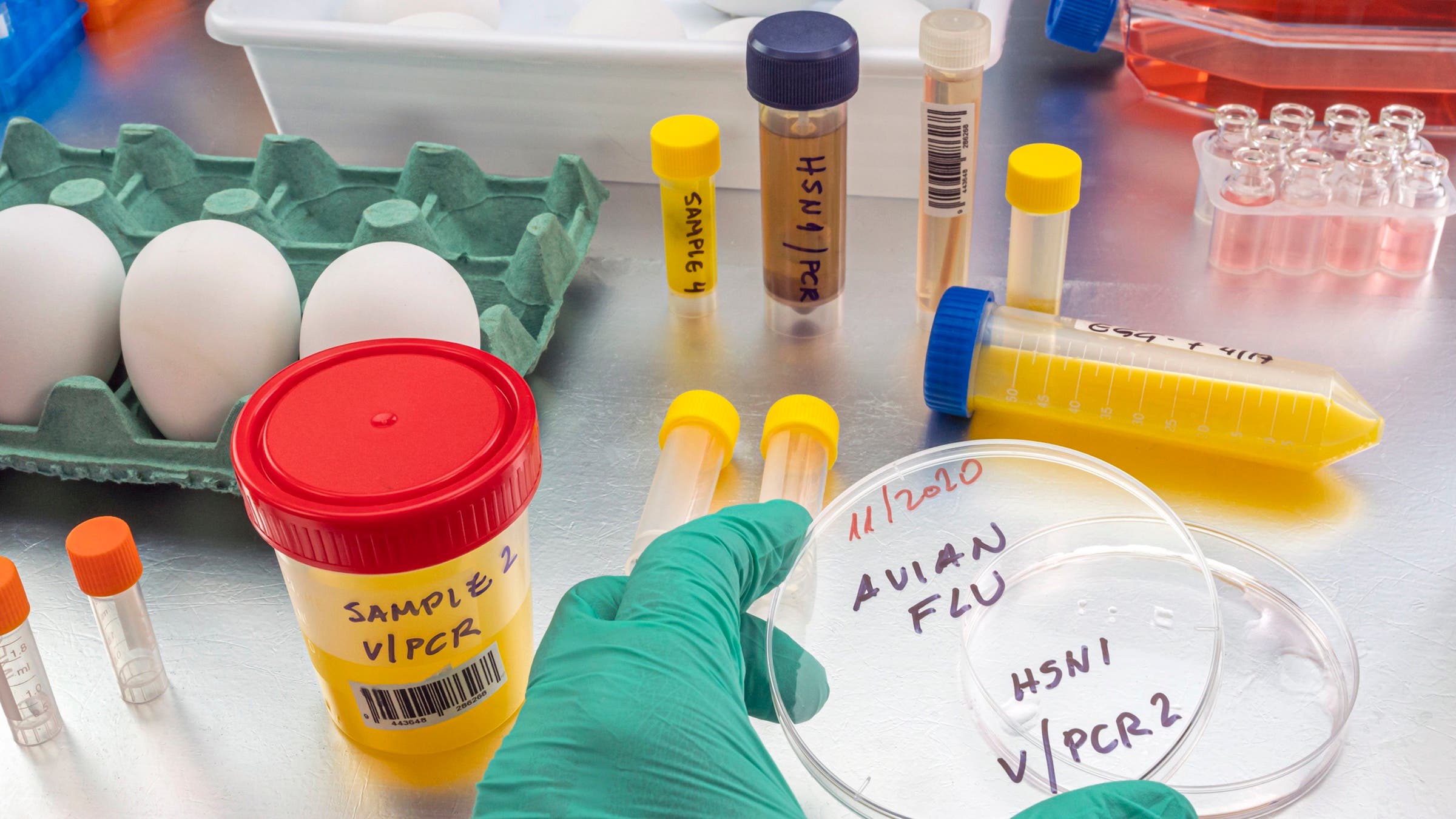 a gloved hand in a science lab with eggs and test tubes testing for bird flu