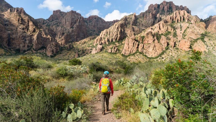 A senior woman hikes up a trail toward Big Bend’s Chisos Mountains. The trail is lined with cacti on both sides. 