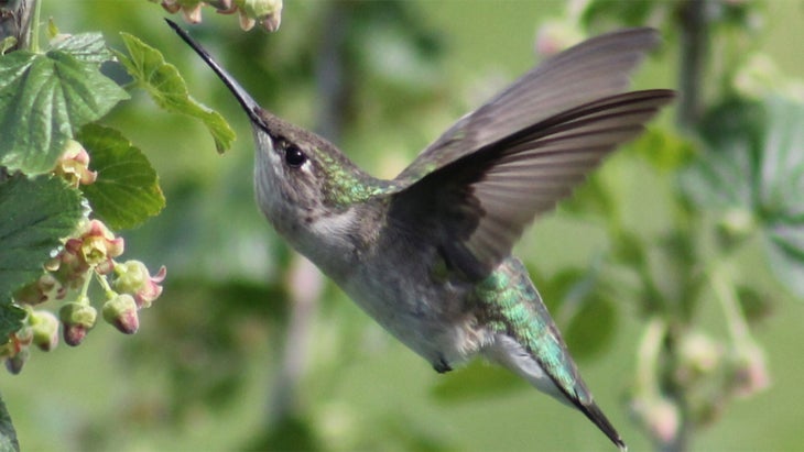 Hummingbird hovering and feeding at a flower