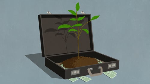 illustration of a plant growing in a briefcase of cash