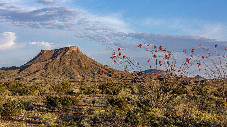 Octillo and mountains, Big Bend area