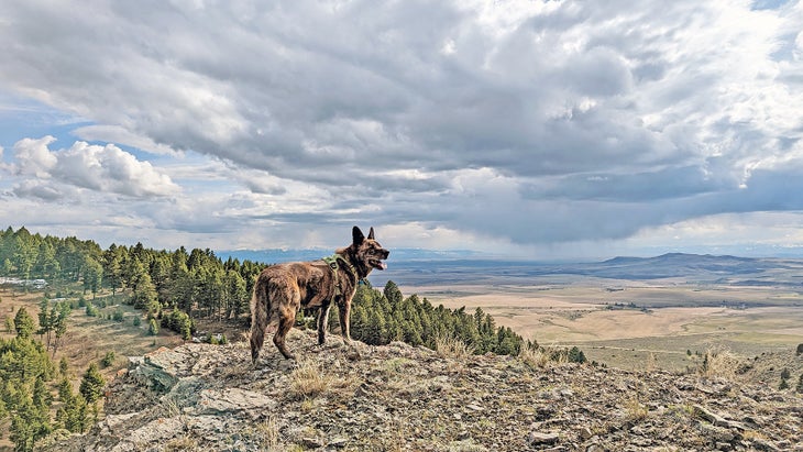 A dog stands on a cliff in the mountains