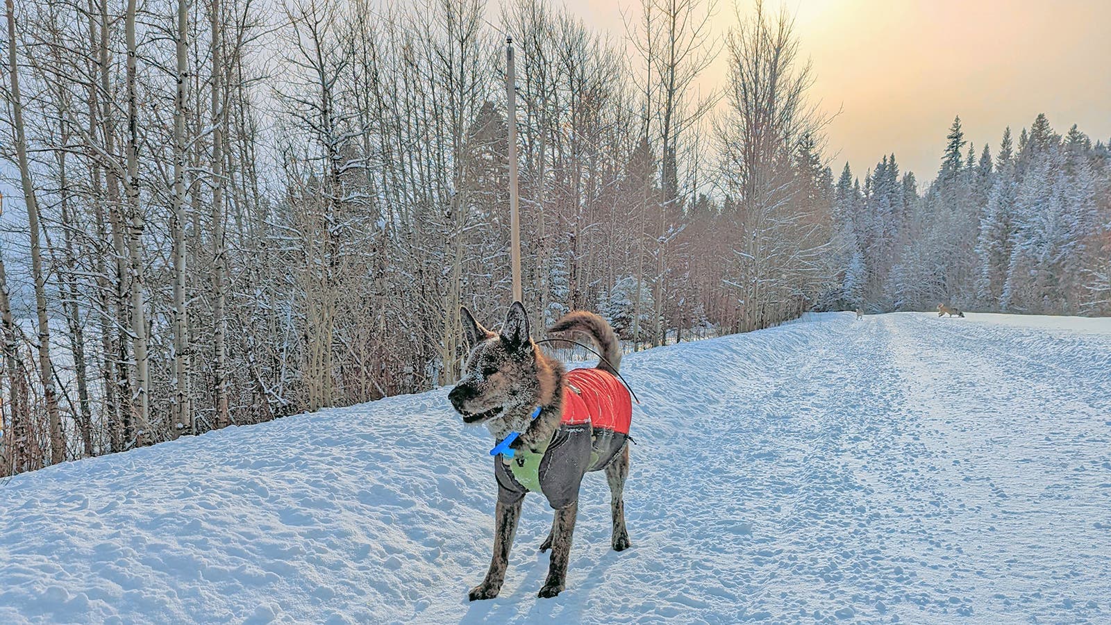 A dog on a snowy trail