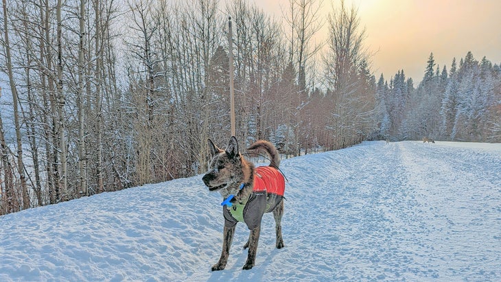 A dog on a snowy trail