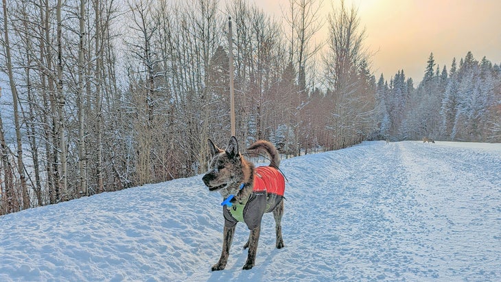 A dog on a snowy trail