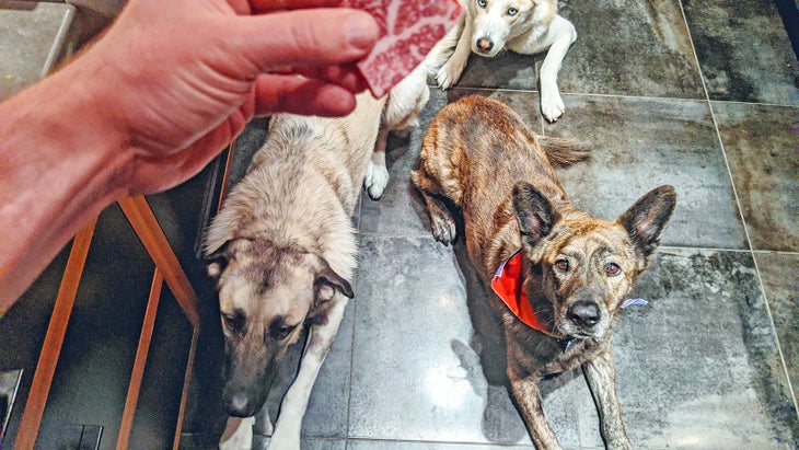 Three dogs in a kitchen wait for a treat