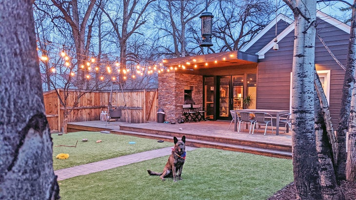 A dog sits in a yard