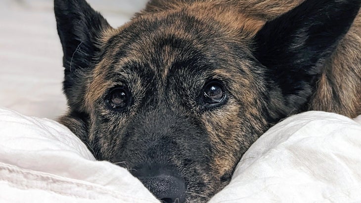 A dog in bed