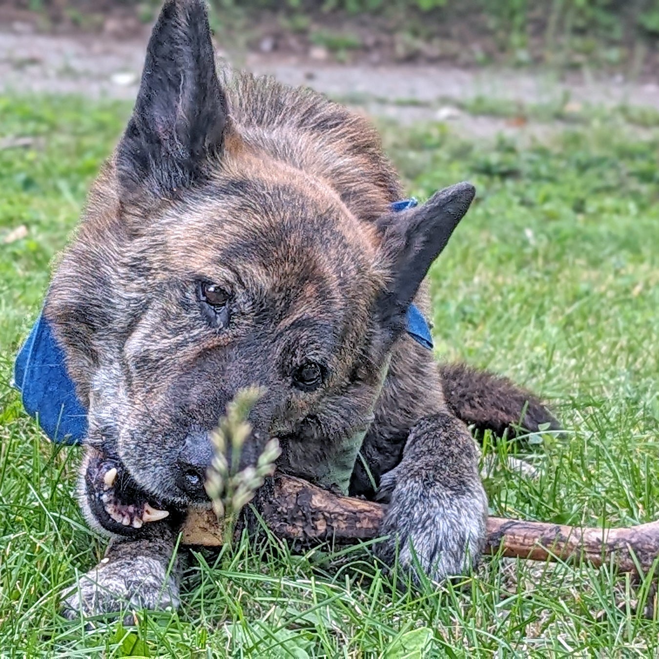 A dog chews on a bone