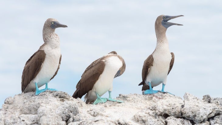 Three blue-footed boobies stand on a white rock against a Pacific backdrop.