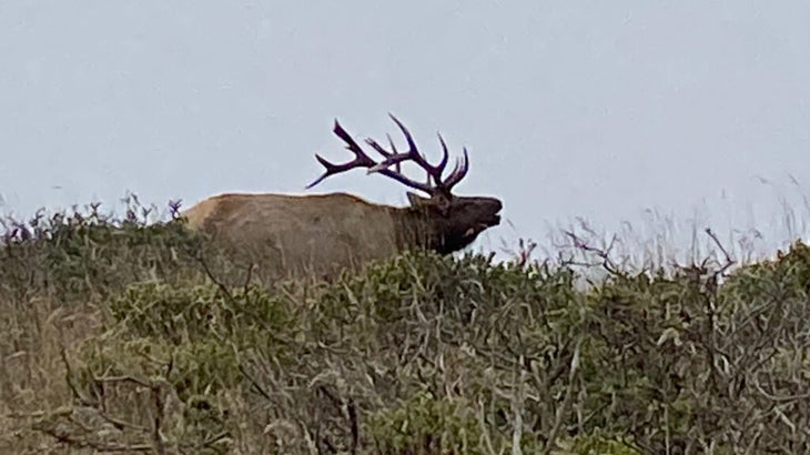 A male Thule elk, lifting his five-point-antlered head up to bugle