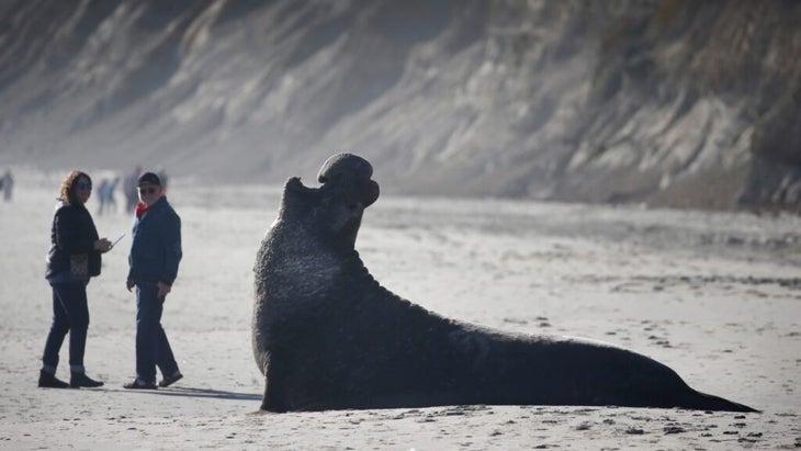 Visitors keep a safe distance from a vocalizing elephant seal bull at Drakes Beach in Point Reyes National Seashore.